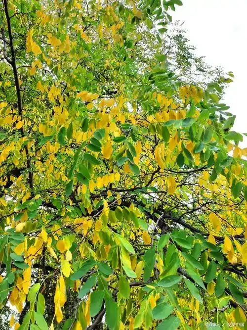 Forsythia suspensa extract.webp.jpg